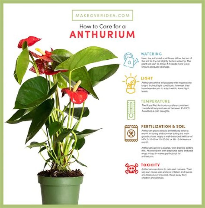 Discover the Allure of Anthurium: A Comprehensive Guide to This Stunning Plant