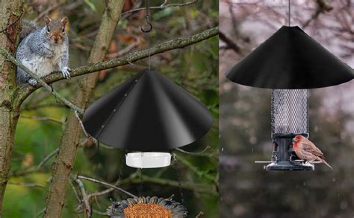 Squirrel Baffle Bird Feeder: The Ultimate Solution for Bird Lovers